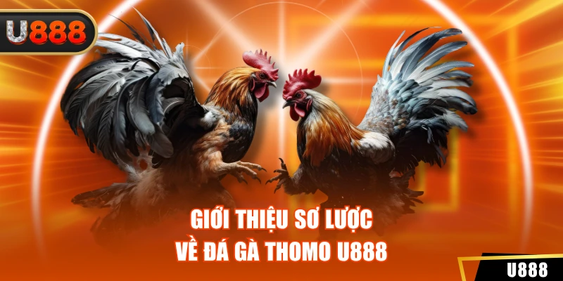 Giới thiệu sơ lược về đá gà Thomo U888