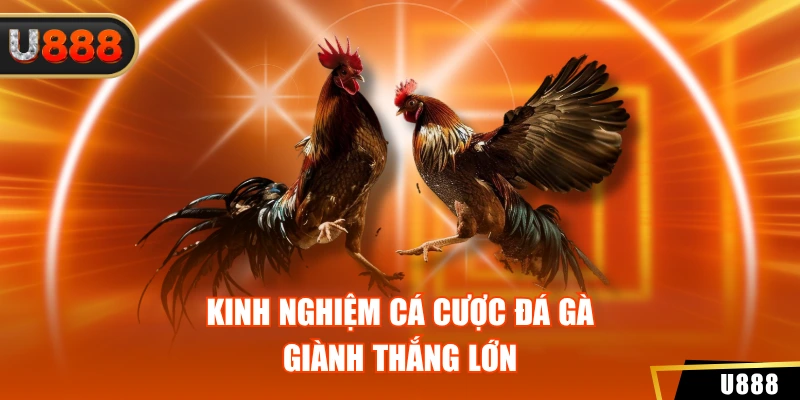 Kinh nghiệm cá cược đá gà giành thắng lớn