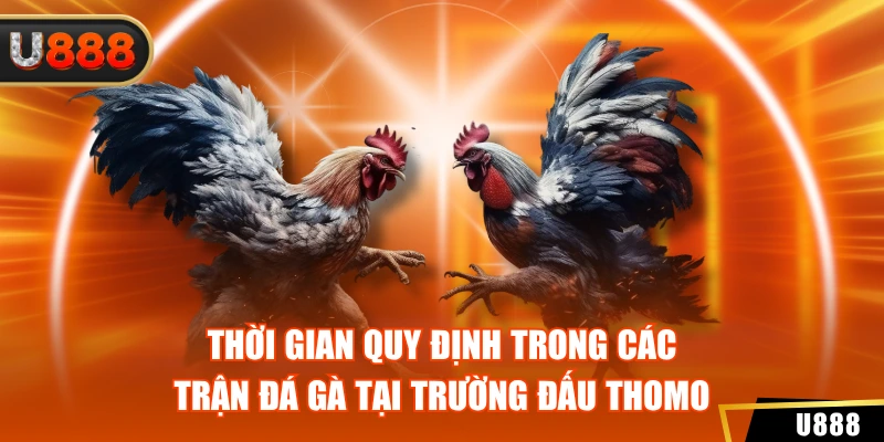 Thời gian quy định trong các trận đá gà tại trường đấu Thomo